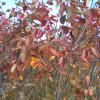 Serviceberry autumn brilliance in fall color.